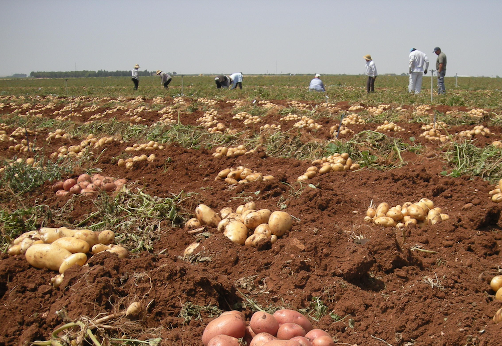 Aardappelveld Sevilla