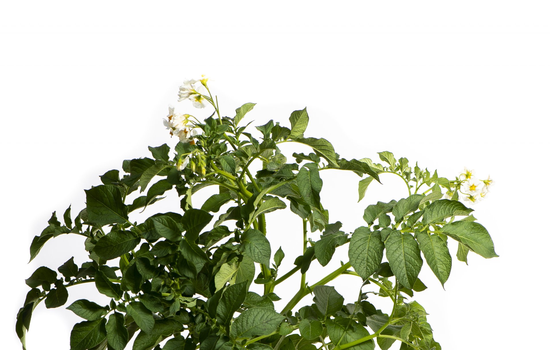 Lady Alicia_plant_crisping varietyHERO